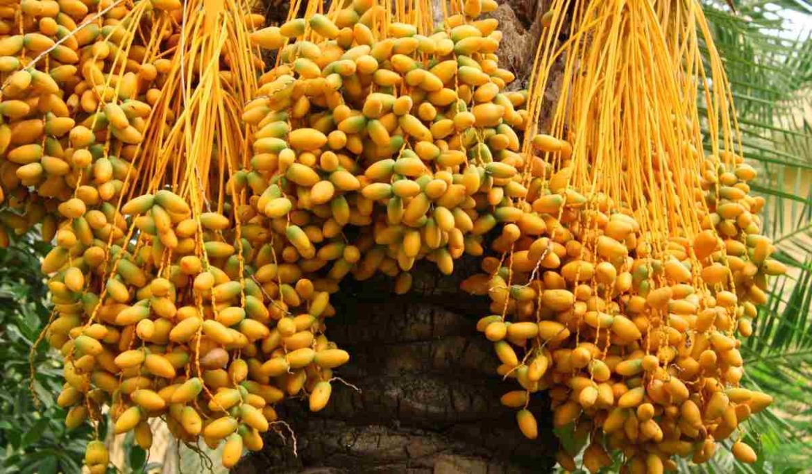 Yellow Barhi dates purchase price