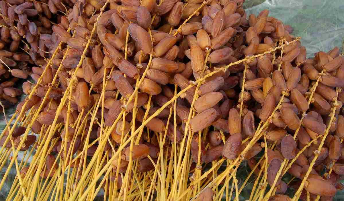  Algerian dates purchase price + excellent sale 