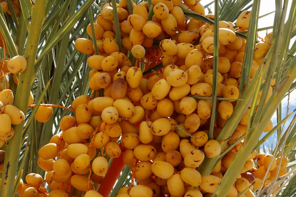  Barhi dates price per kg 