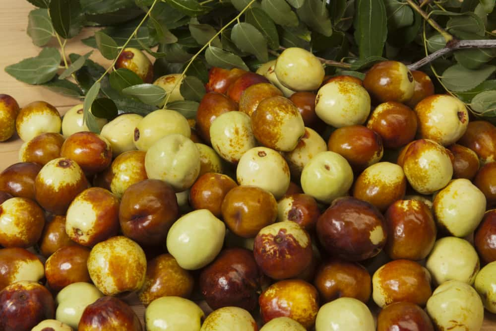  bulk organic jujube dates purchase price + excellent sale 