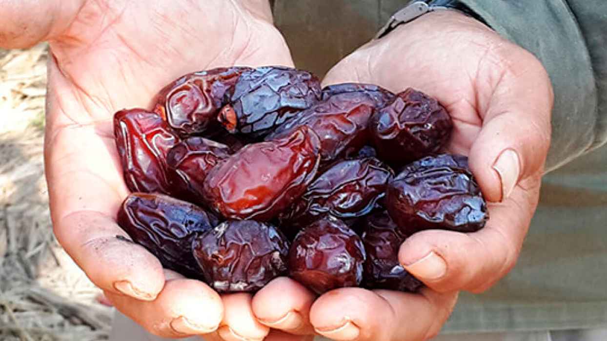  zaytoun palestinian medjool dates wholesale prices 