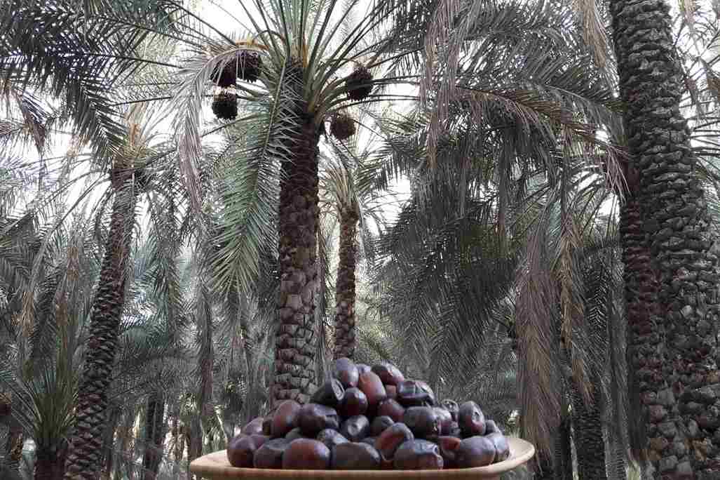  Mazafati Iranian Dates 2023 Price List 