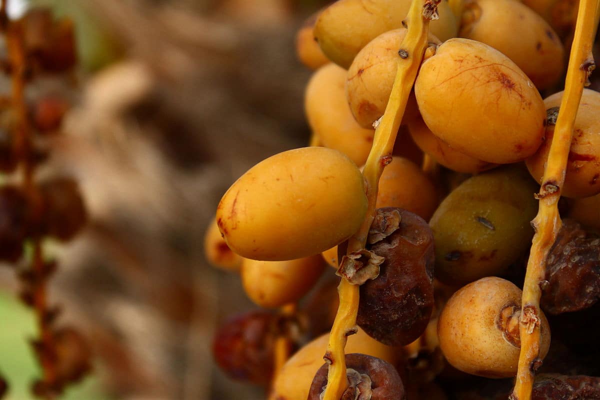  Buy the best types of hviyellow barhi dates at a cheap price 