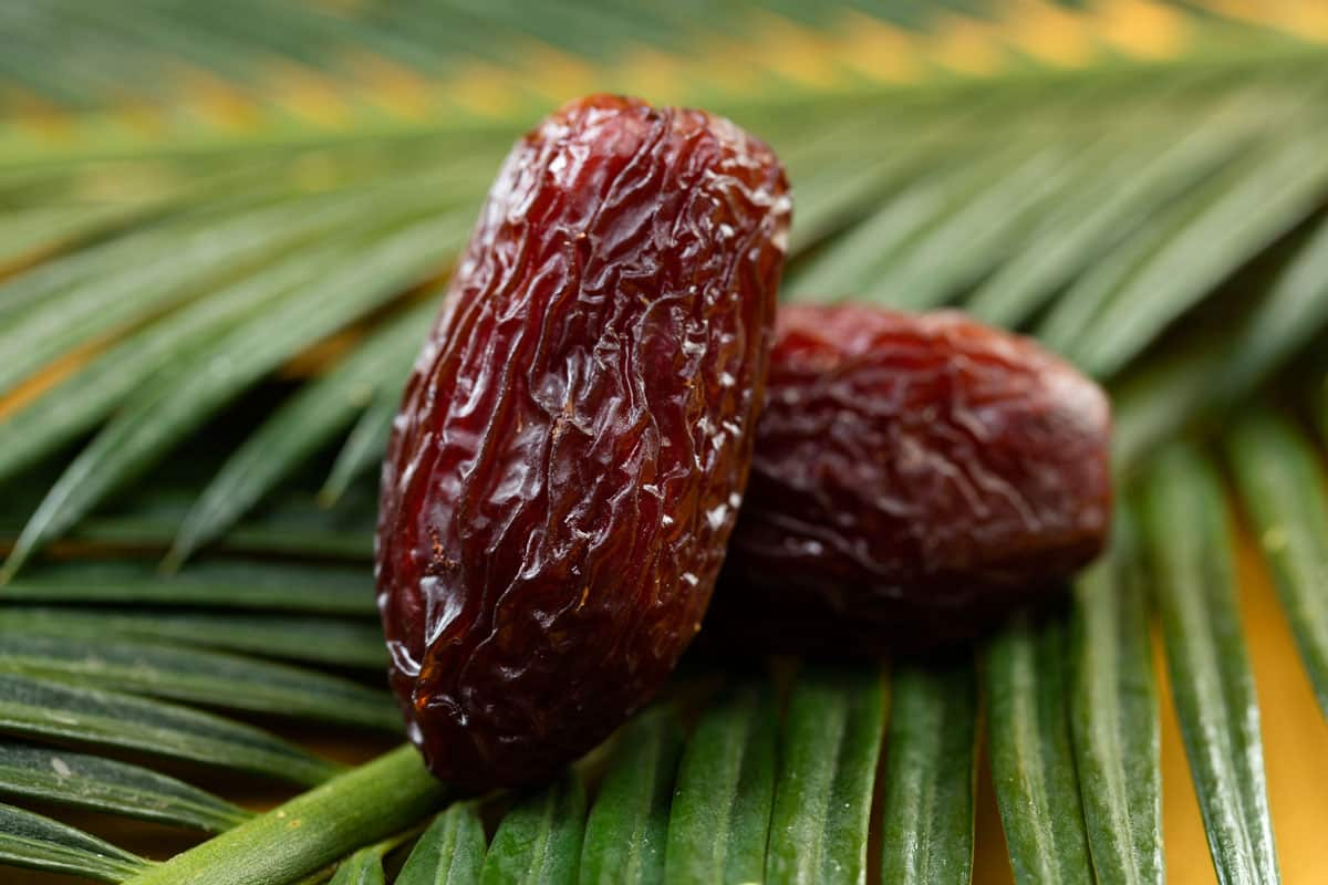  Buy All Kinds of Iranian Sayer Dates + Price 