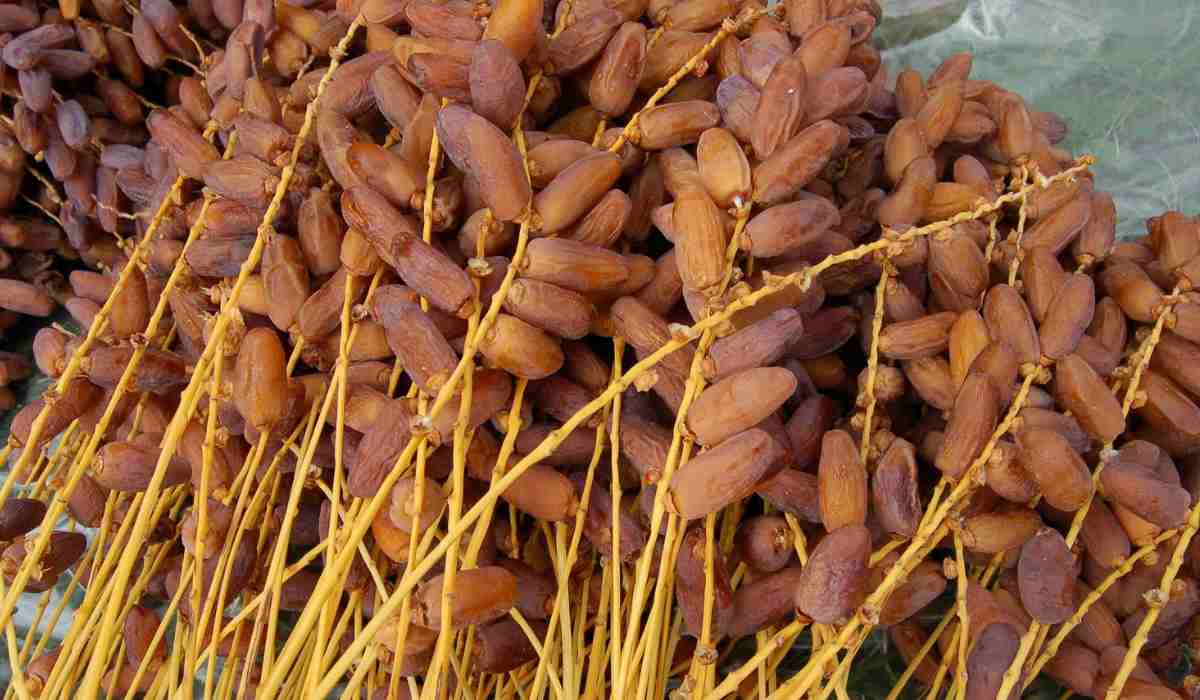  Best Deglet noor dates | Buy at a cheap price 