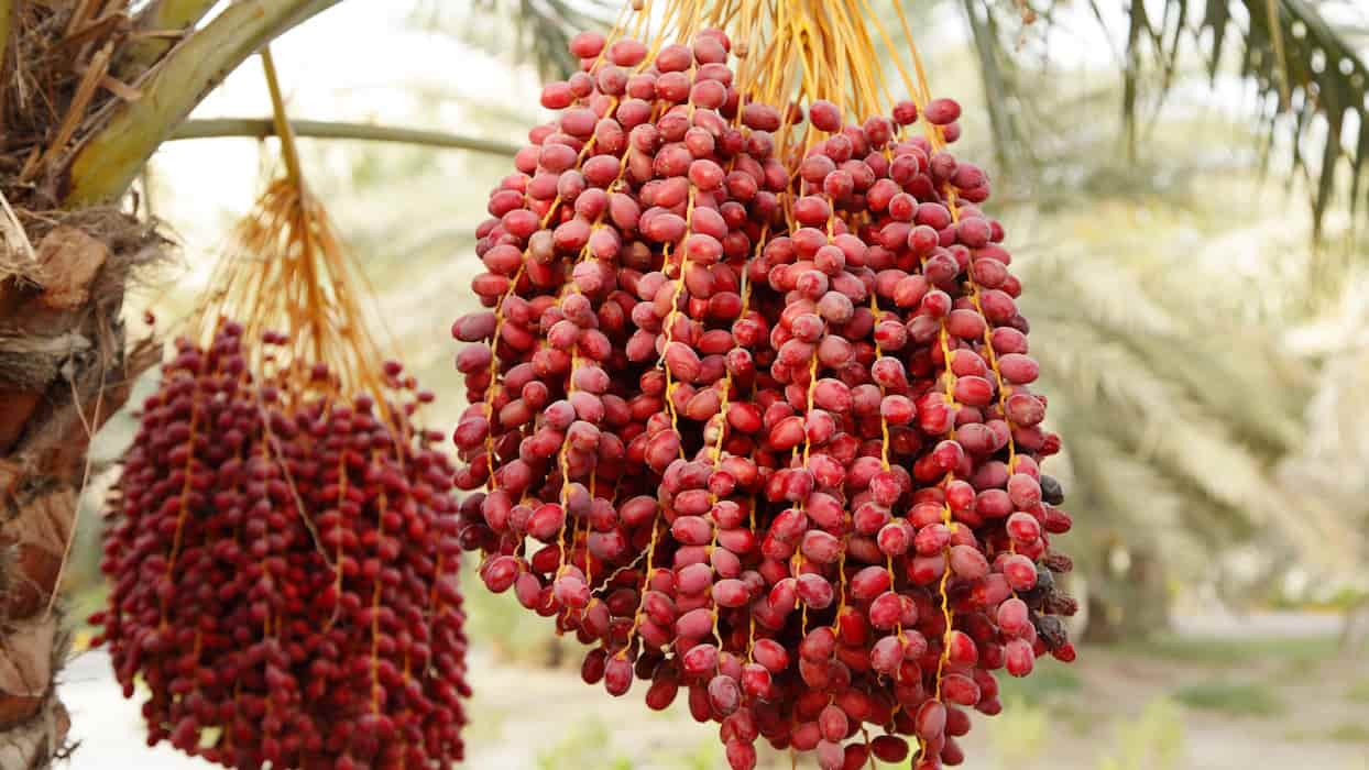  commercial deglet noor vs medjool dates nutrition 