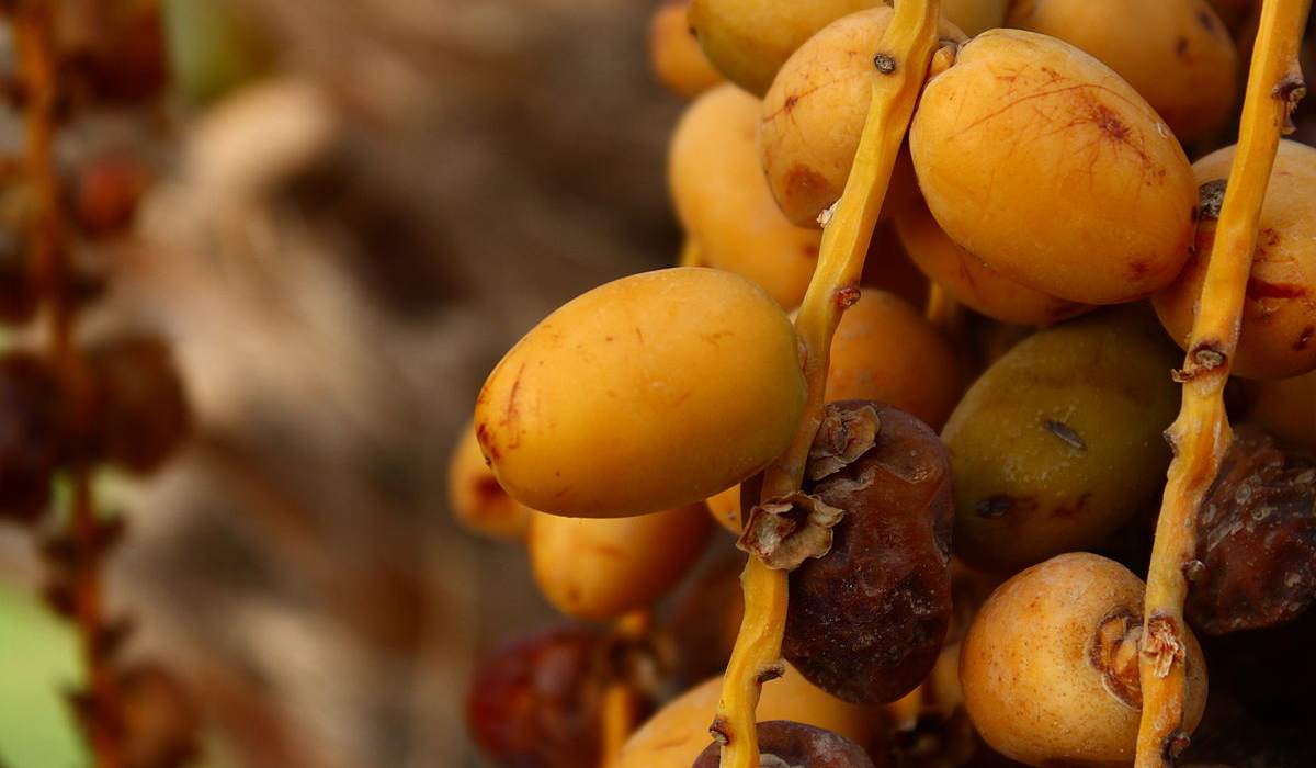  yellow Barhi dates calories purchase price + Properties, disadvantages and advantages 