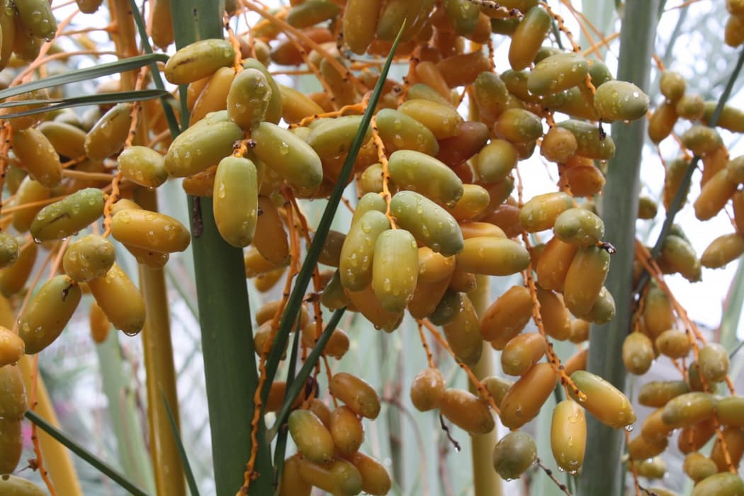 Buy Fresh Dates | Selling All Types of Fresh Dates At a Reasonable Price