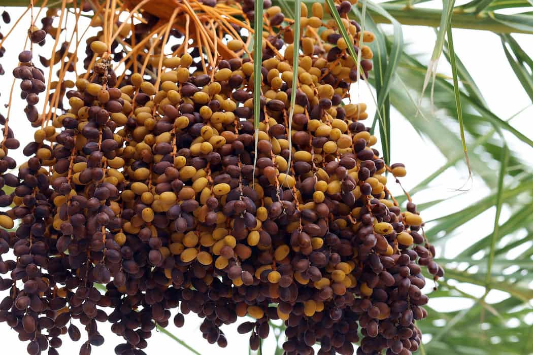  Buy Fresh Dates | Selling All Types of Fresh Dates At a Reasonable Price 