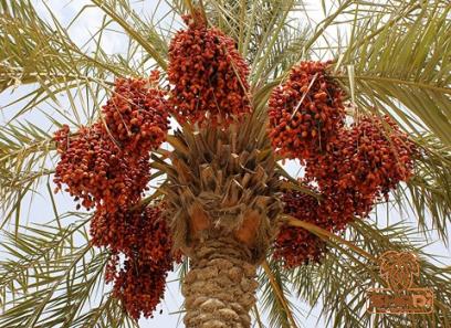 egyptian medjool dates specifications and how to buy in bulk