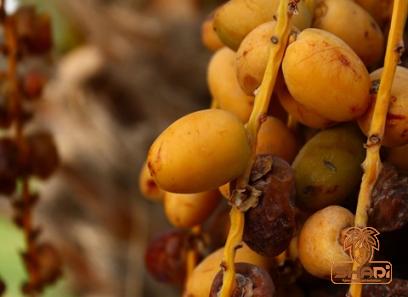 royal palm deglet noor dates price list wholesale and economical