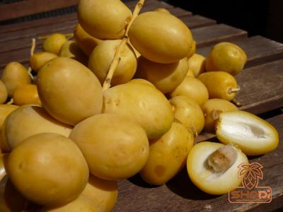 yellow barhi dates specifications and how to buy in bulk