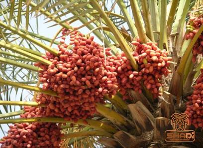 ajwa dates australia with complete explanations and familiarization