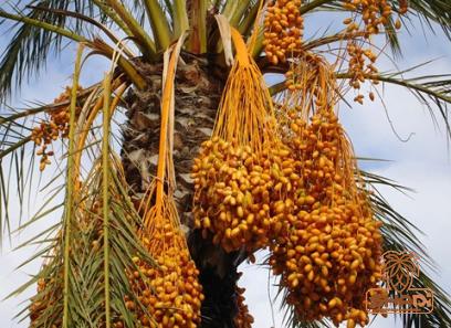 iranian rabbi dates Specifications and How to Buy in Bulk