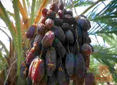 bateel ajwa dates price list wholesale and economical