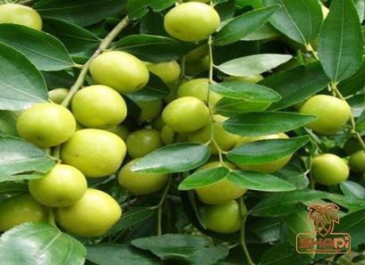 chinese dates green specifications and how to buy in bulk